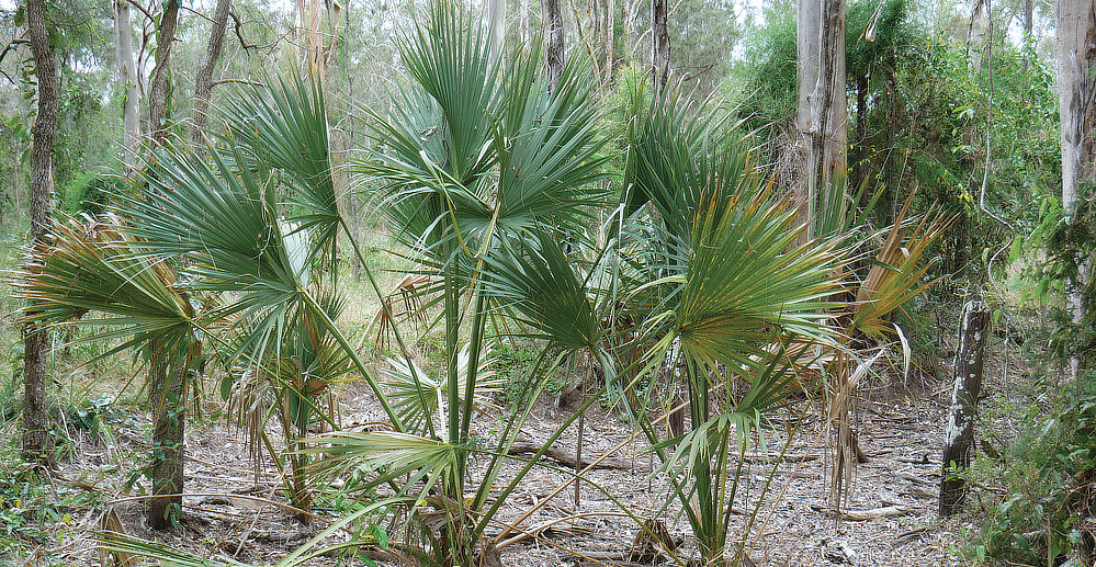 All kinds of plant life thrive here.