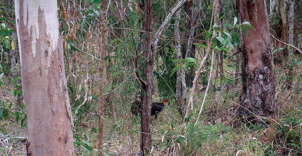 You can always spot a wild turkey around these parts.