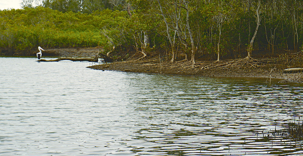 Shoreline up from the boat launch. Habitat to many local animals, see the palican?
