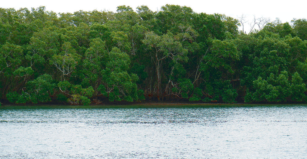 Bankment across the water, untapped fishing where branches hang over the water.